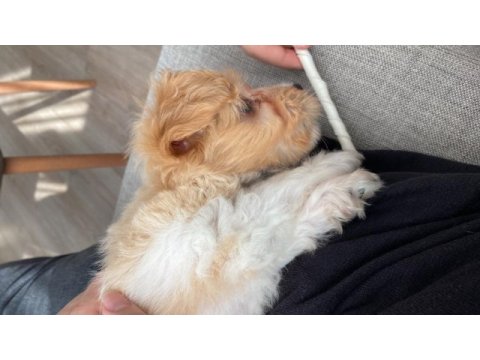 2 aylık çok tatlı maltipoo