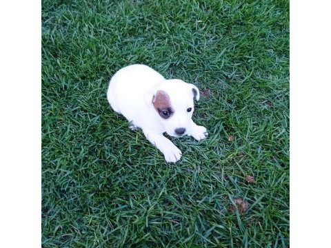 Enerji küpü jack russell bebekler