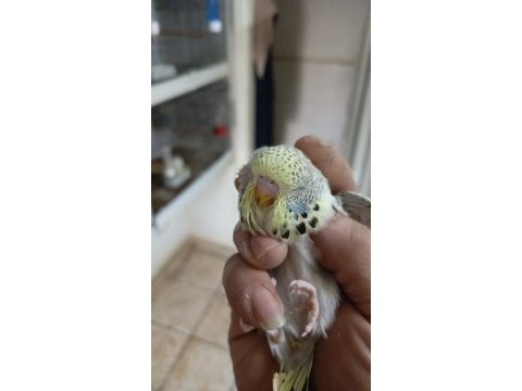 Özel mutasyon show muhabbet kuşları