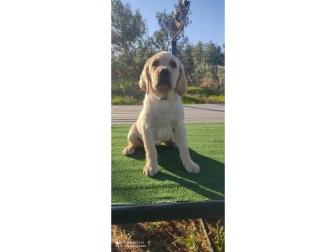 Mükemmel kalitede labrador yavrular