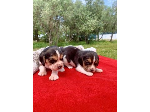 Beagle bigıl