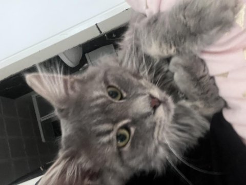 Acil ücretsiz sahiplendirme kedimiz
