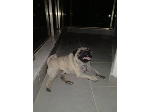 Erkek pug