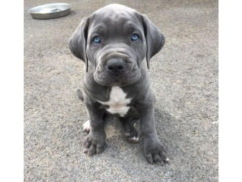 Mavi göz cane corso