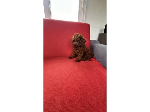Erkek toy poodle