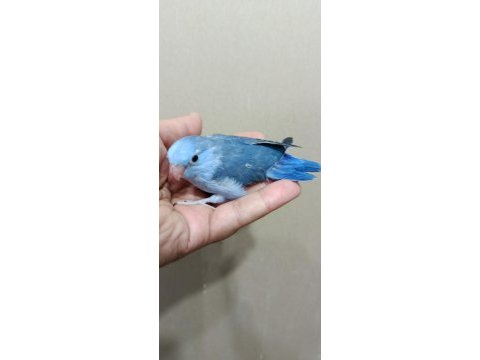 Erkek mavi forpus cep papağanı