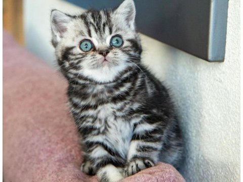 Saf kan silver tabby british shorthair