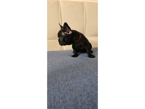 Egzotik kan a+ kalite french bulldog