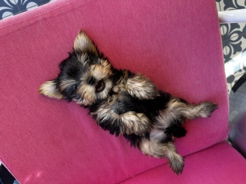 Dişi ve erkek teacup yorkshire terrier