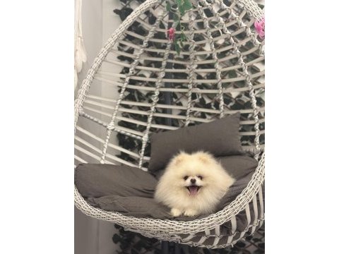 Teddy surat scr ve pasaportlu pomeranian