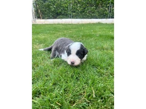 Yakışıklı border collie yavruları