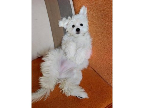 8 aylık orjinal dişi maltese terrier