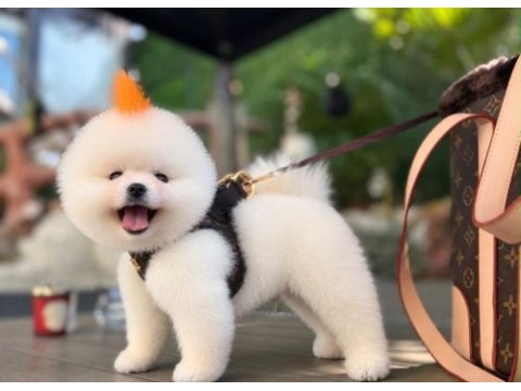 Pomeranian boo bebek
