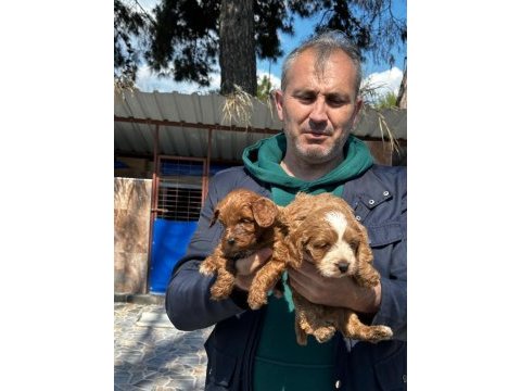 Sevimli maltipoo yavrularımız
