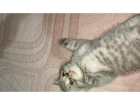 14 mayıs doğumlu british shorthair