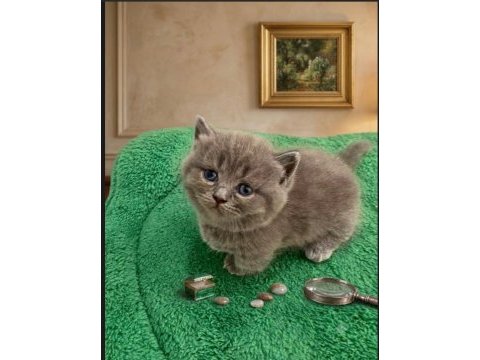 Munchkin cüce