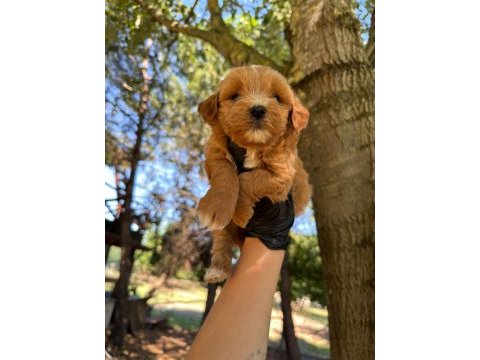 Dişi erkek maltipoo 