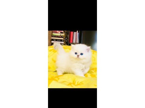 British longhair şecereli