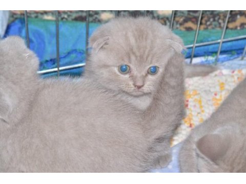 2 adet scottish fold 1 adet british