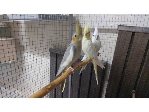 45 günlük yeni yeme düşmüş bebek sultanlar.