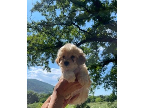 Sevimli maltipoo köpeklerim