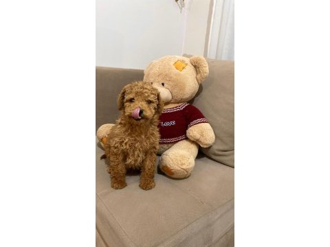 Toy poodle köpekler