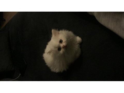 Sevimli yavrumuz british longhair