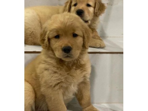 Golden retriever yavruları