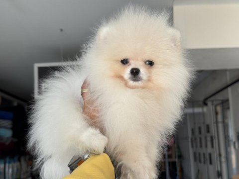 Ankaranın en seçkin pomeranian boo yavrusu