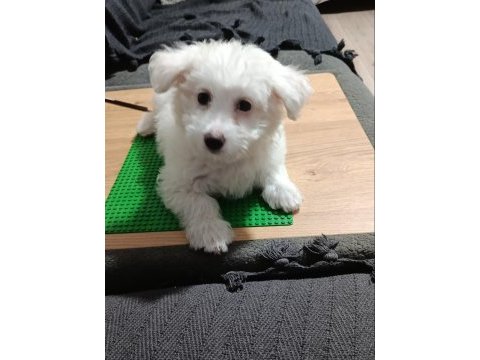 3 aylık maltese köpeğimi sahiplendirmek istiyorum