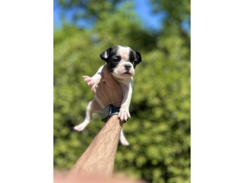 Sevimli ve maskeli french bulldog yavrularım