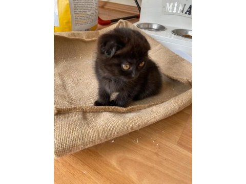 3 aylık scottish fold yavru dişi