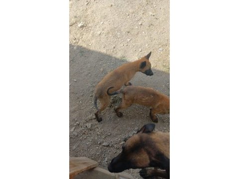 Orjinal belçika kurdu