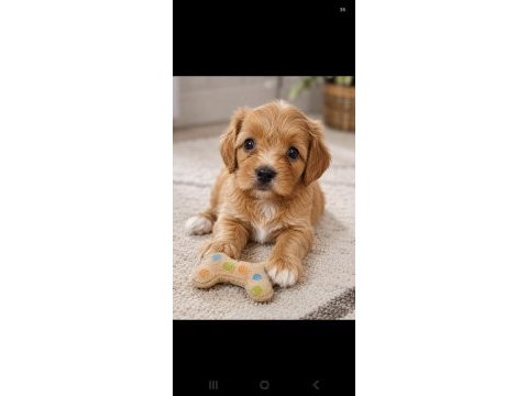 Maltipoo yavrular