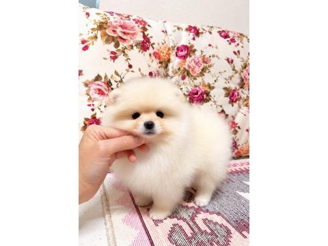 Biblo pomeranian boo
