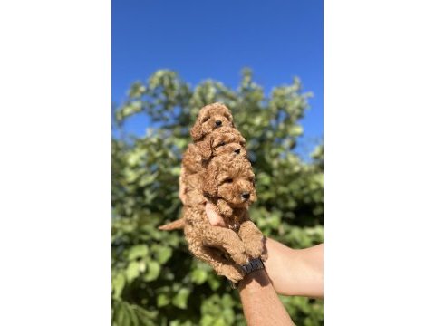 Harika güzellikte toy poodle yavrular