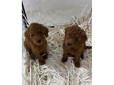 Poodle bebeklerim ailesini arıyor