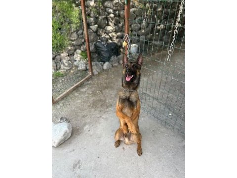 30 günlük ırk garantili oyuncu hırslı malinois yavrular
