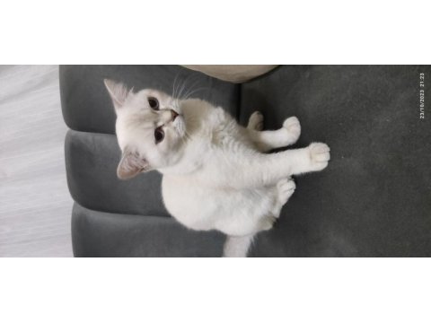 British shorthair orjinal