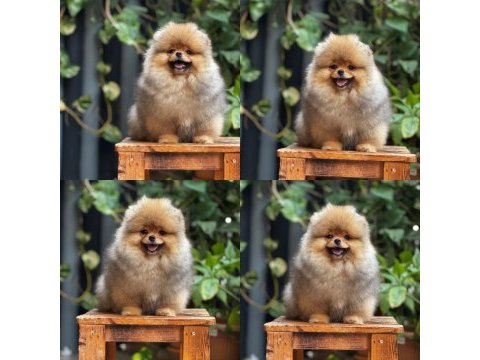 Mersin pomeranian boo yavru