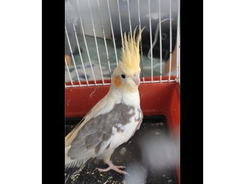 5 aylık sultan papağanı