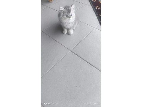 45 günlük dişi british longhair bebek