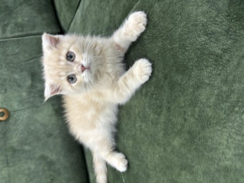 Tuvalet eğitimi var iç parazit yapılı scottish fold