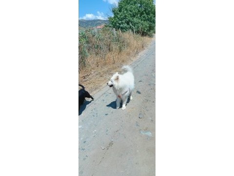 3 yaşında erkek samoyed