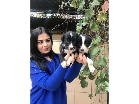Zeka küpü border collie yavrularım