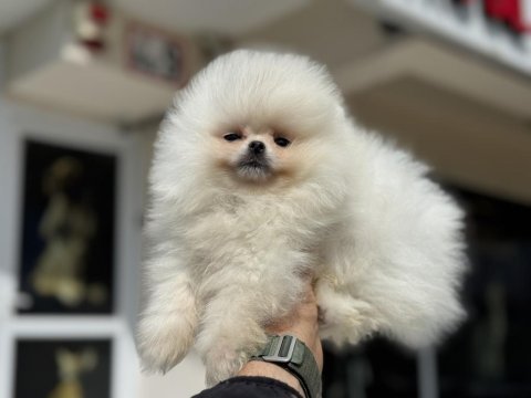 Petmode köpek çiftliğinden teddy pomeranian