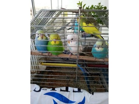 Ev üretimi yavru muhabbet kuşları