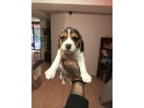 Sahibinden beagle yavru