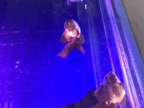 Bu fırsatı kaçırma oranda balığı