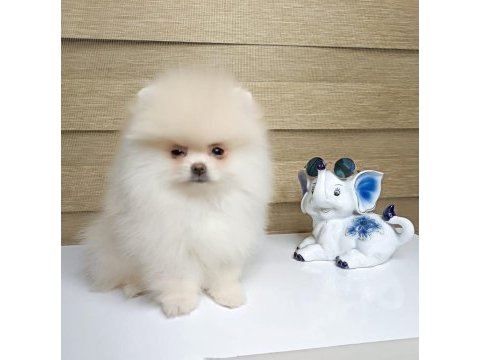 Pomeranian yavrular